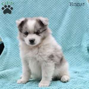 Biscuit, Pomeranian Puppy