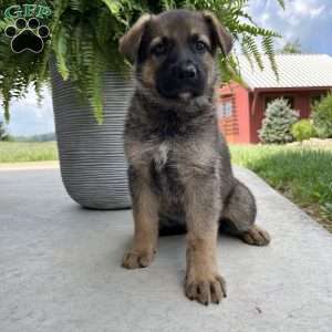 Teya, German Shepherd Puppy