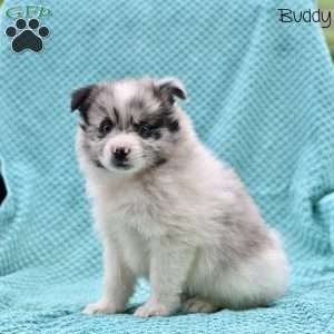 Buddy, Pomeranian Puppy