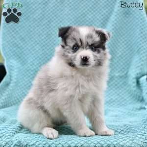Buddy, Pomeranian Puppy