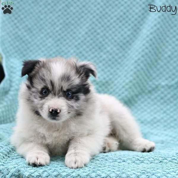 Buddy, Pomeranian Puppy
