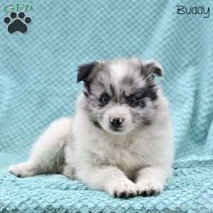 Buddy, Pomeranian Puppy