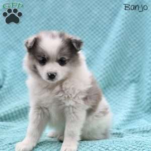 Banjo, Pomeranian Puppy