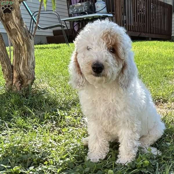 Cotton, Cavapoo Puppy