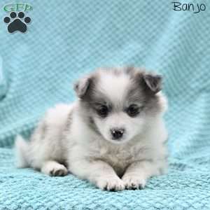 Banjo, Pomeranian Puppy