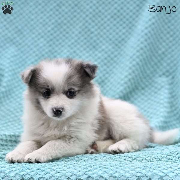Banjo, Pomeranian Puppy