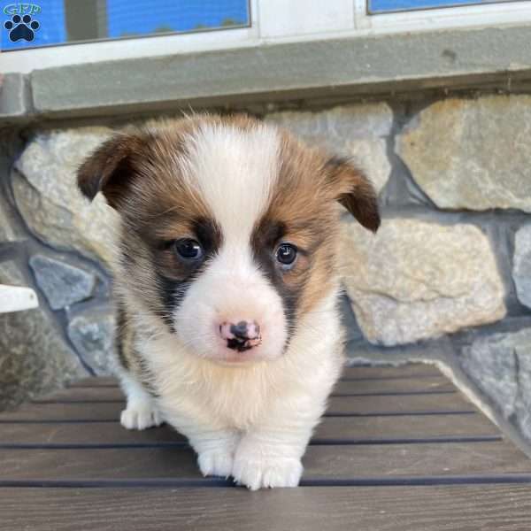 Rosie, Pembroke Welsh Corgi Puppy