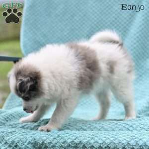 Banjo, Pomeranian Puppy