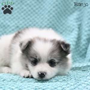 Banjo, Pomeranian Puppy