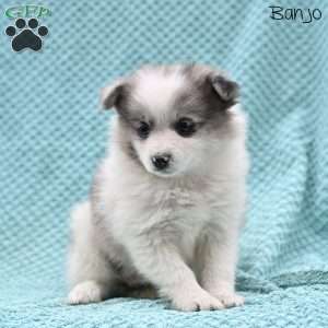 Banjo, Pomeranian Puppy