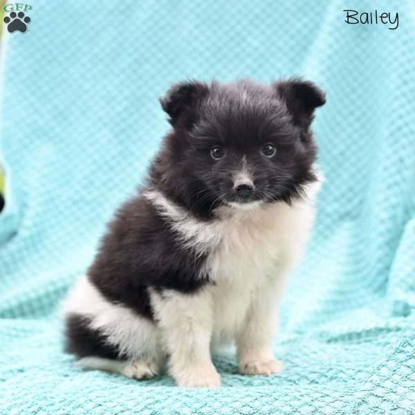 Bailey, Pomeranian Puppy