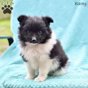 Bailey, Pomeranian Puppy