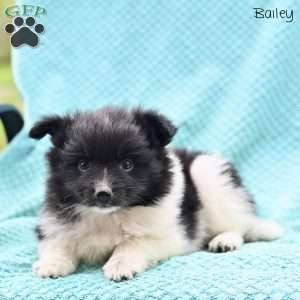 Bailey, Pomeranian Puppy