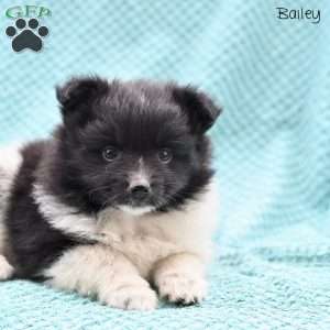 Bailey, Pomeranian Puppy