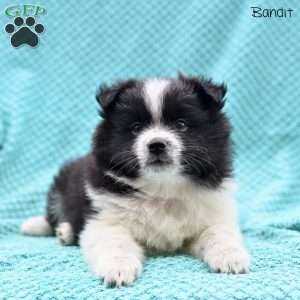 Bandit, Pomeranian Puppy