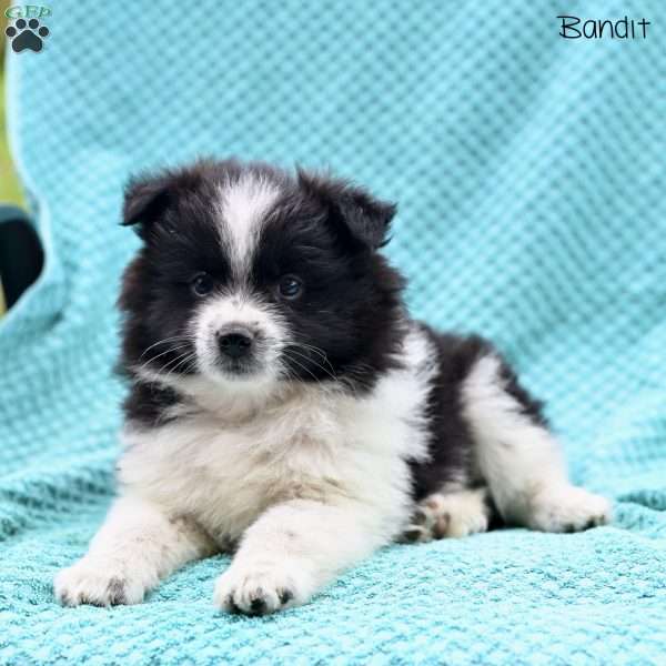 Bandit, Pomeranian Puppy