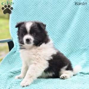 Bandit, Pomeranian Puppy