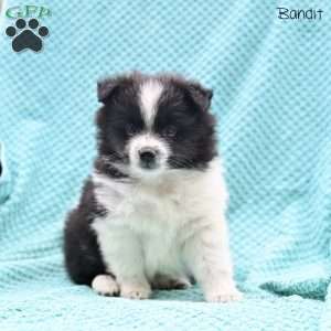 Bandit, Pomeranian Puppy