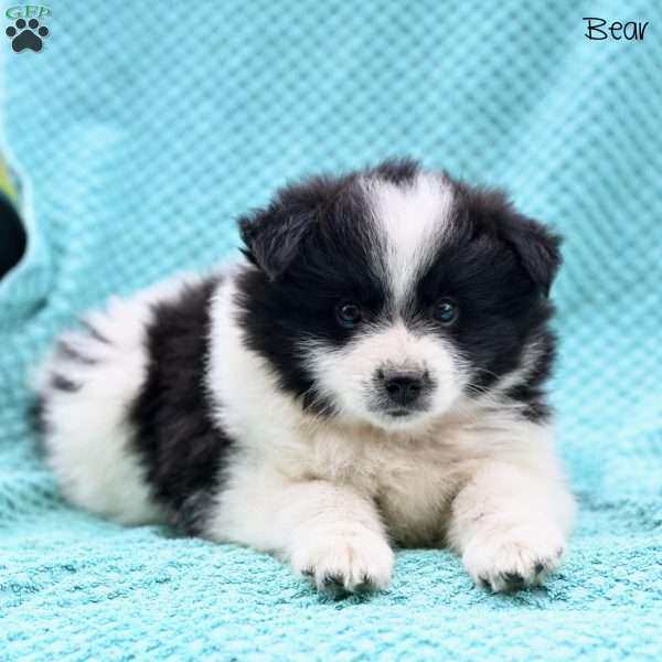 Bear, Pomeranian Puppy