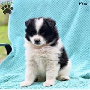 Bear, Pomeranian Puppy