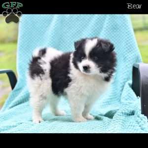 Bear, Pomeranian Puppy