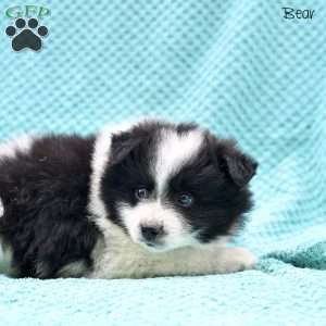 Bear, Pomeranian Puppy