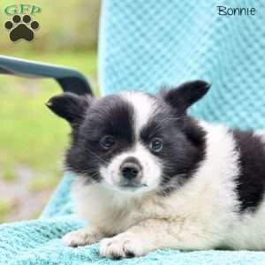Bonnie, Pomeranian Puppy