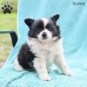 Bonnie, Pomeranian Puppy