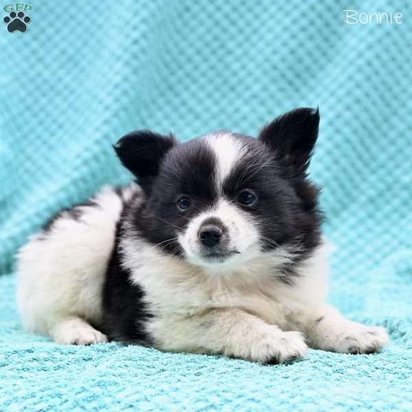 Bonnie, Pomeranian Puppy