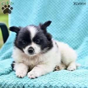 Bonnie, Pomeranian Puppy