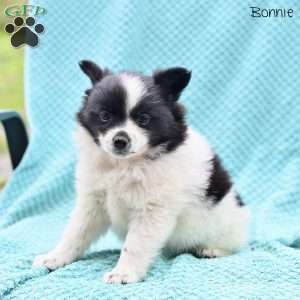 Bonnie, Pomeranian Puppy