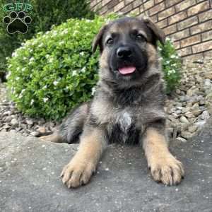 Teya, German Shepherd Puppy