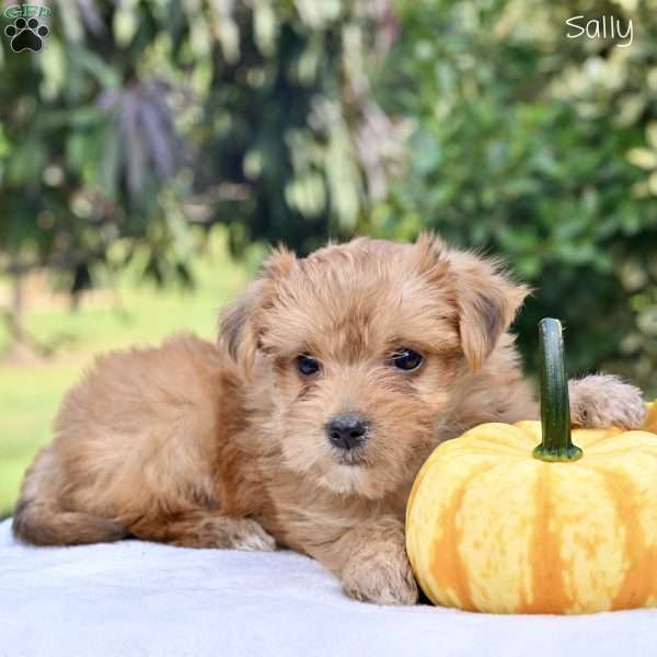 Sally, Morkie / Yorktese Puppy