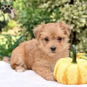 Sally, Morkie / Yorktese Puppy