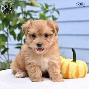 Sally, Morkie / Yorktese Puppy