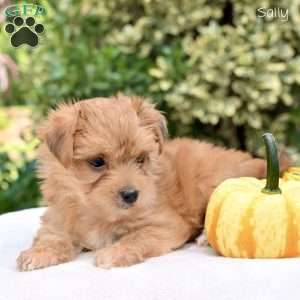 Sally, Morkie / Yorktese Puppy