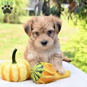 Silas, Morkie / Yorktese Puppy