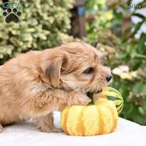 Silas, Morkie / Yorktese Puppy