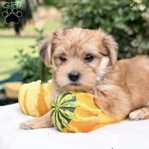 Silas, Morkie / Yorktese Puppy