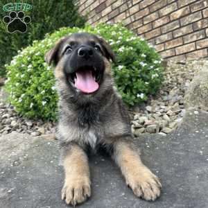 Teya, German Shepherd Puppy