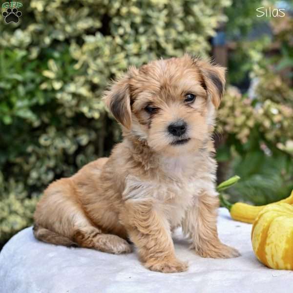 Silas, Morkie / Yorktese Puppy