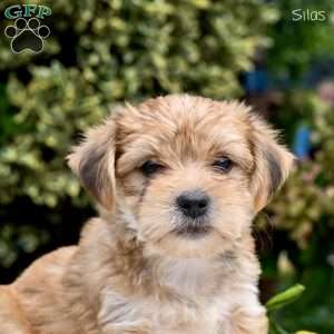 Silas, Morkie / Yorktese Puppy