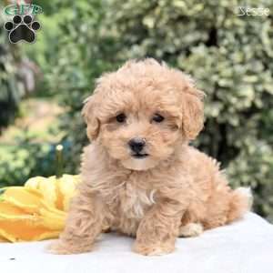 Jesse, Maltipoo Puppy