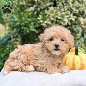 Jesse, Maltipoo Puppy