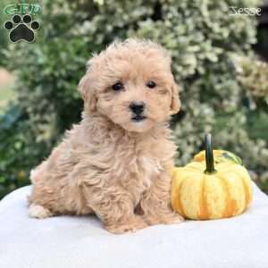 Jesse, Maltipoo Puppy