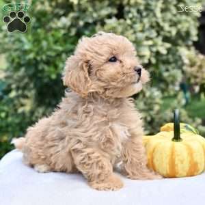 Jesse, Maltipoo Puppy