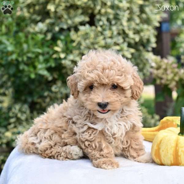 Jaxon, Maltipoo Puppy