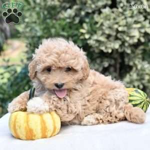 Jaxon, Maltipoo Puppy
