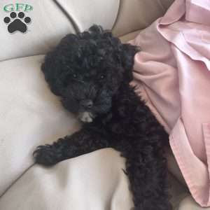 Cricket, Cavapoo Puppy