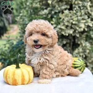 Jaxon, Maltipoo Puppy